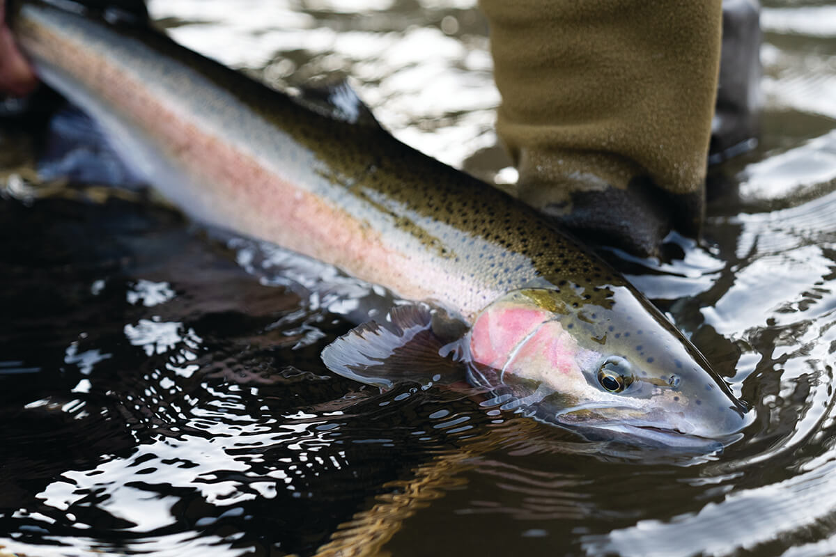 It's Now or Never For the Columbia and Snake River Basin's Wild Steelhead